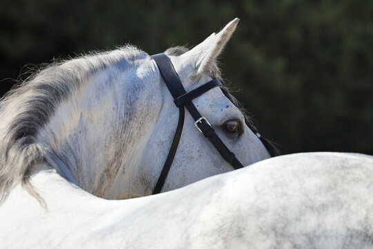 Portrait of a sports horse looking back