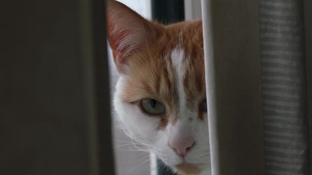 Ginger and white cat sitting in window from behind curtain close up portrait