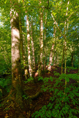 landscape of beech forest in summer. beautiful nature background with green foliage in morning light. lush deciduous woodland of ukrainian carpathians