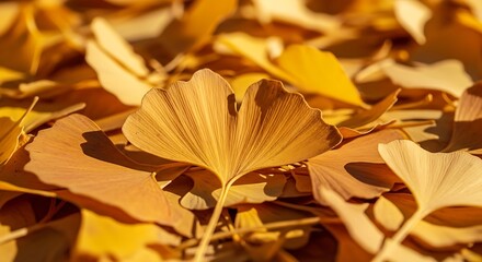 Golden Ginkgo Leaves Blanketing the Ground in Autumn Sunlight.
