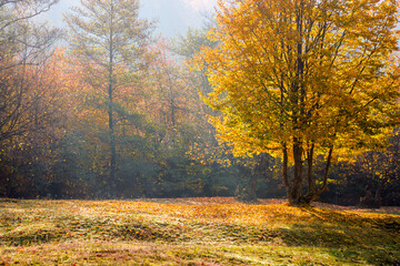 landscape with deciduous tree on a beech forest glade in autumn. beautiful nature background in morning light. hazy october weather. lush yellow foliage