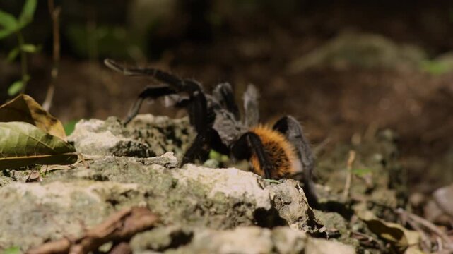 Close shot of a tarantula walking slowly over rocky ground. The scene highlights its detailed texture and natural movement, showcasing the fascinating world of wild arachnids.