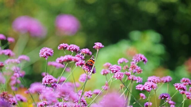Poetic scene where butterflies linger on verbena as moment of goodbye unfolds