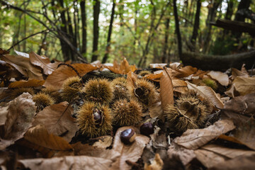 Fresh Chestnuts Collected in the Forest
