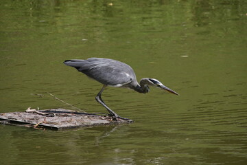 Graureiher beim Fischen