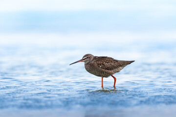 Spotted redshank wading in shallow coastal water