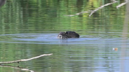 Myocastor coypus,  nutria ,  coypu,  herbivorous, semiaquatic rodent,  non-native species present in Europe were introduced intentionally, South America,  Italy