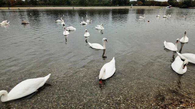 4K footage of white swans swimming and feeding along the pebble shore of Ada Ciganlija Lake in Belgrade, Serbia. Peaceful autumn day by the calm water