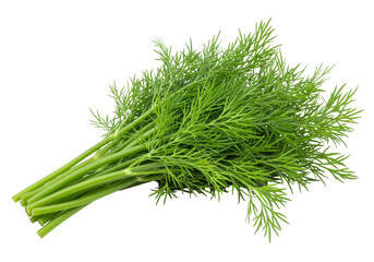 Isolated dill herb bundle ready for cooking, flavorful ingredient for fresh cuisine preparation