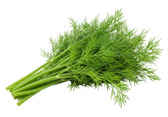 Isolated dill herb bundle ready for cooking, flavorful ingredient for fresh cuisine preparation