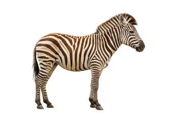 Isolated Zebra, full body profile view stands against a neutral backdrop, mammal species