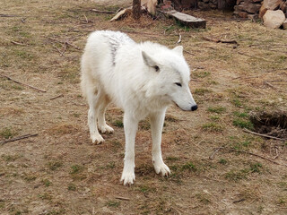 Obraz premium White wolf roaming in during daylight hours