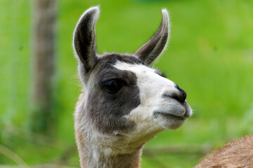 Obraz premium Lama (Lama glama), portrait of a single animal.