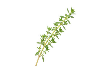 Isolated sprig of fresh thyme herb for culinary use, cooking ingredient or aromatherapy