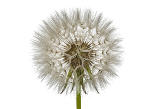 Isolated fluffy seed head of a dandelion in springtime, delicate pappus seed dispersal