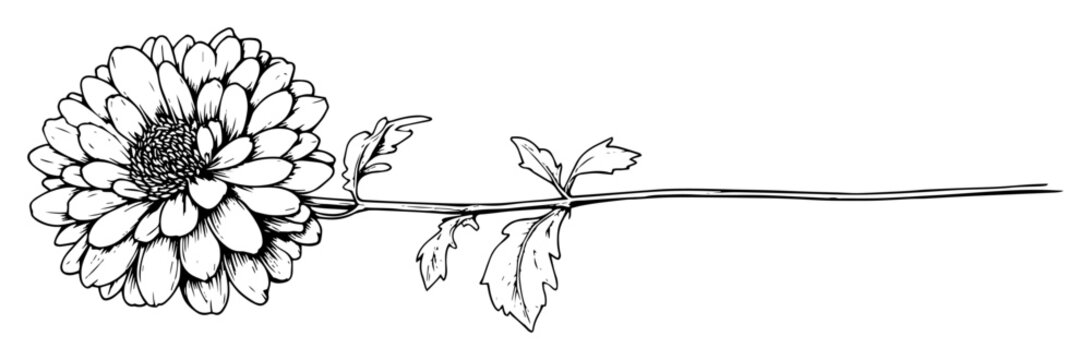 single chrysanthemum flower botanical sketch vector illustration