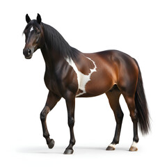 Naklejka premium Realistic Full-Body Black Horse on White Background | High-Resolution Natural Animal Photography | Elegant Horse Studio Shot