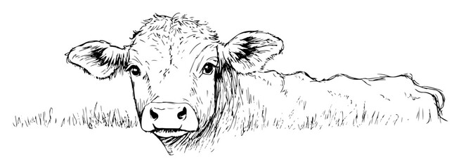 cute calf or young cow lying in grass sketch vector