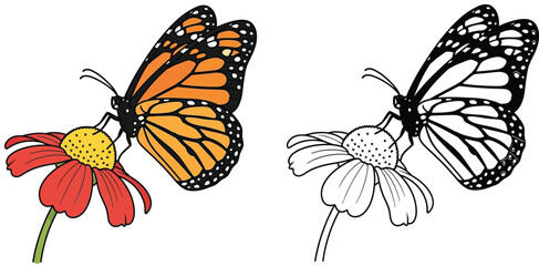 Detailed illustration of a vibrant monarch butterfly on a red coneflower, presented in both full color and black and white outline for versatile design projects.