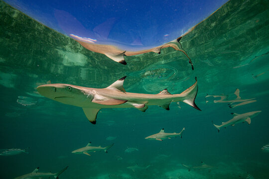 Black Tip Shark