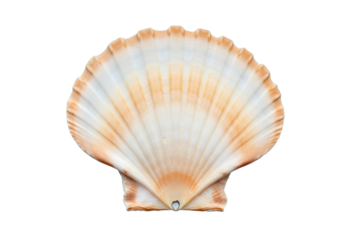 Isolated seashell, close-up, scallop shell fan shape, a vacation-at-the-beach kind of day
