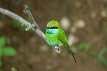 Close-up of a Blue-tailed bee-eater (Merops philippinus, Bienenfresser) in Yala National Park, Sri Lanka, showing colorful plumage and details.