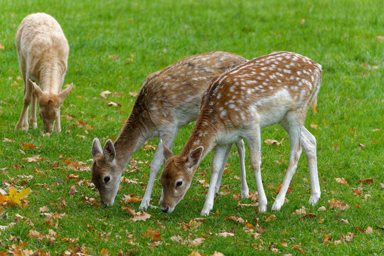 Two young fallow deer, Dammhirsche (Dama dama), with typical spotted coat grazing on a meadow. - Powered by Adobe