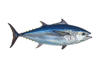 Isolated bluefin tuna, ocean predator. This fish is a member of the Scombridae family