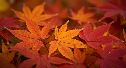 Fototapeta premium Vibrant Red and Orange Japanese Maple Leaves in Autumn.