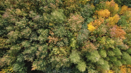 Aerial view of colorful autumn trees captured from above. Vibrant fall foliage paints the landscape...