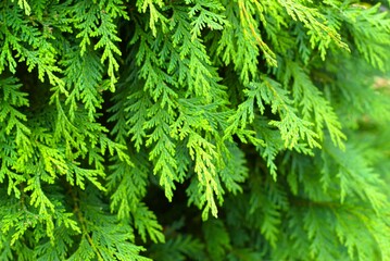 close-up of lush green conifer branches with natural texture and vibrant color