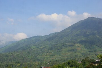beautiful scenery of green forest on the mountain