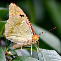 Greenish pearly butterfly (Argynnis pandora) sitting with folded wings on green leaves, close-up, blurred green background.