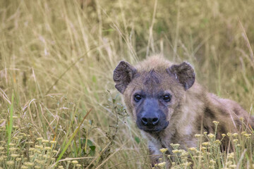 Spotted hyena in the savannah of South Africa
