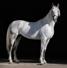 White horse. Black background. Close-up. A thoroughbred horse of the Oryol Trotter breed. Full-length horse, Exterior, Exhibition. Fine art