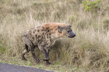 Spotted hyena along the road in South Africa