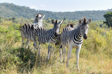 Obraz premium Three young zebras in the savannah in South Africa