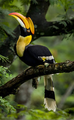 Great Hornbill with Distinctive Casque 