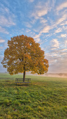 Golden Autumn Sunrise and Foggy Mist Over a Field with a Yellow Linden Tree