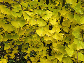 Autumn leaves of Ginkgo biloba turn yellow. Leaves of Ginkgo in autumn after rain. Autumn screensaver
