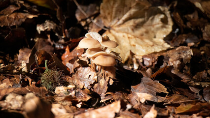 mushrooms in the forest