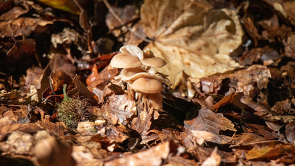 mushrooms in the forest