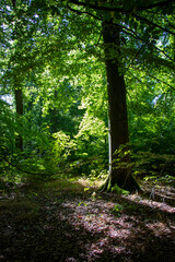 bosque verde cn arbol y luz natural
