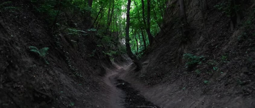 A dark path through the forest, a ravine, in solitude. Large crooked trees. Sandomierz, Queen Jadwiga's ravine.