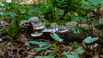 mushrooms on a tree