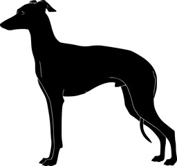 Italian greyhound silhouette. This image depicts the side profile of an Italian Greyhound standing gracefully, sleek sighthound or elegant pet. Vector clipart black illustration design