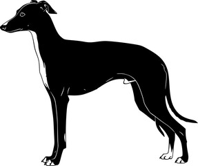 Italian greyhound silhouette. This image depicts the side profile of an Italian Greyhound standing gracefully, sleek sighthound or elegant pet. Vector clipart black illustration design