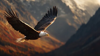 Obraz premium Bald eagle soars with open wings, majestic against a mountain backdrop and autumn colors