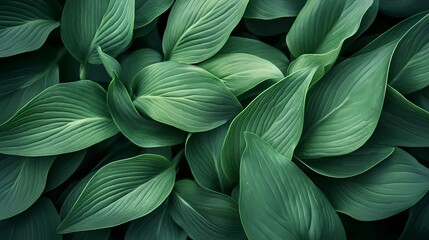 Lush green leaves overlapping in a dense arrangement, creating a vibrant natural texture