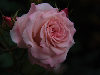 6月に美しく咲いたピンク色のバラ「ブライダル･ピンク」